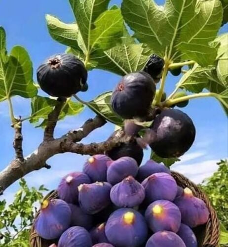 زراعه جميع الخضروات