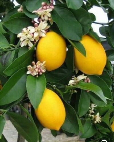 زراعه جميع الخضروات