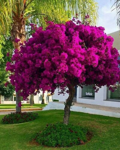 زراعه الحدائق