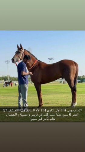 مهيب 