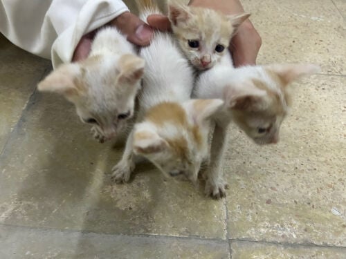 تبني اربع صغار قطة 