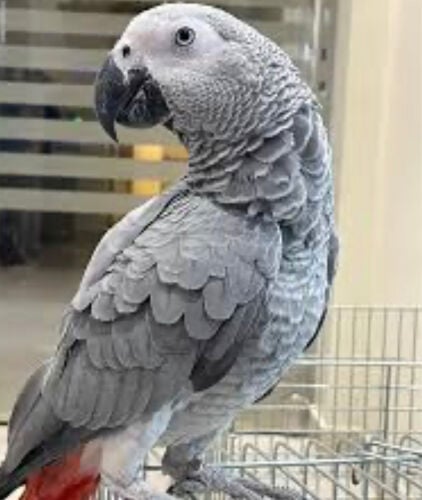 Required Casco African grey parrot