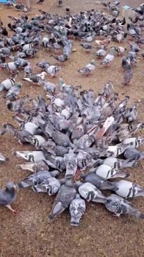 pigeons 