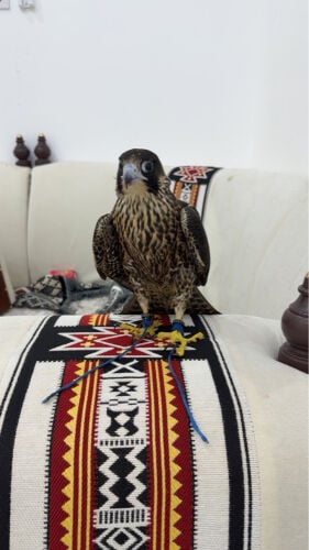 سرهاب