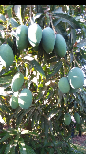 زراعه الاشجار المثمره