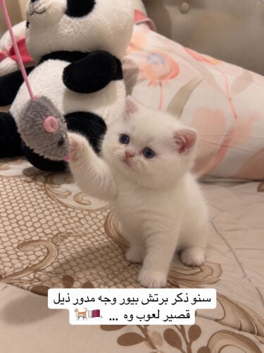 قط ذكر برتش بيور