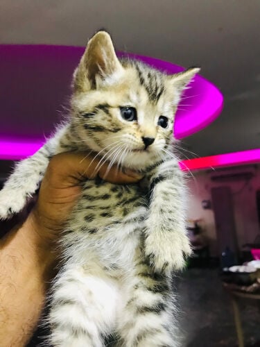 قطة سكوتيش ستارلايت المخططة