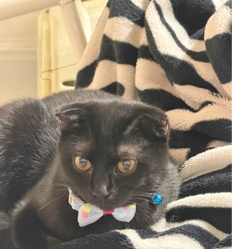  Scottish Fold For Adoption