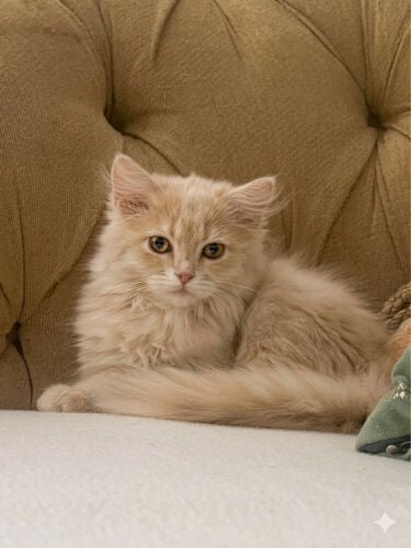Persian 