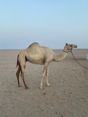 سودانيه للبيع 