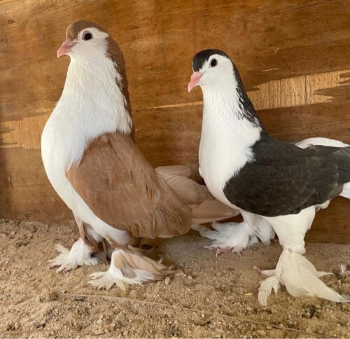 زوج لاهوري اصفر