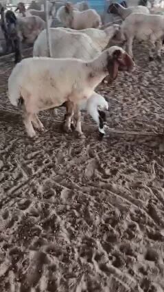 سوريه وعربيه رغايث