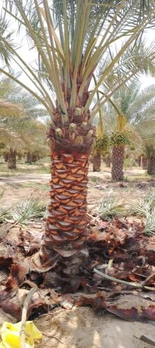 نخل برحي