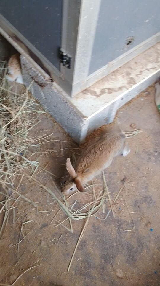 ارانب ما شاء الله طيبه