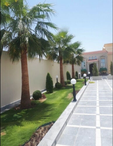 نخل وشنطونيا