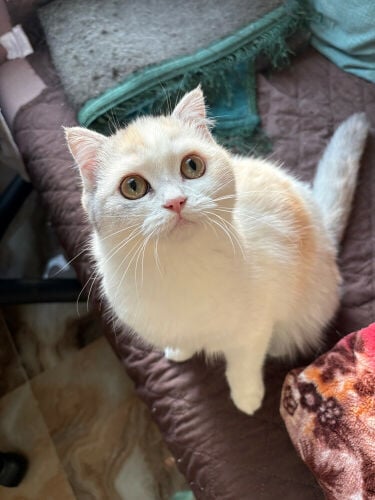 scottish fold