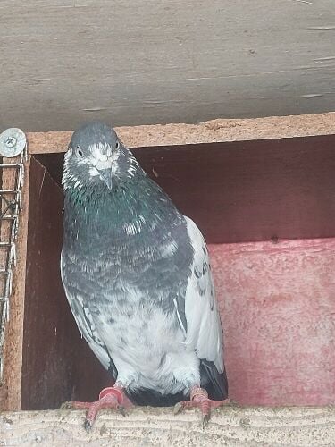 Pakistani taddy high flyer birds