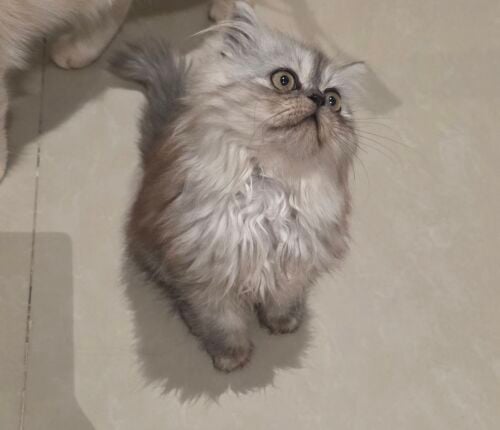 شيرازي