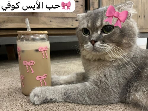 قط شيرازي للبيع 