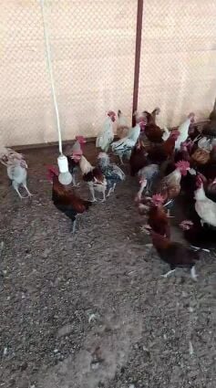 90 roosters