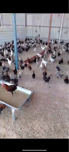 roosters