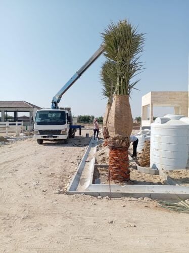 نخل مثمر