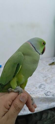 ring neck indian parrot