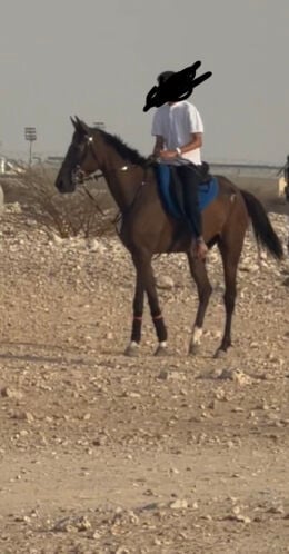 حصان عربي ريس الرتفاع162