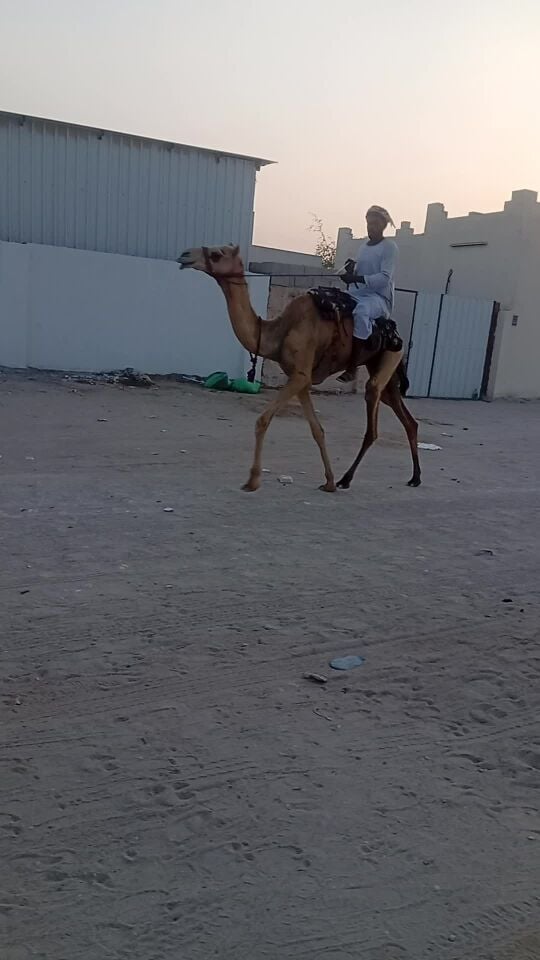 غليصه على الشروط تفحيم