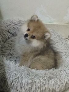 Pure breed Pomeranian.