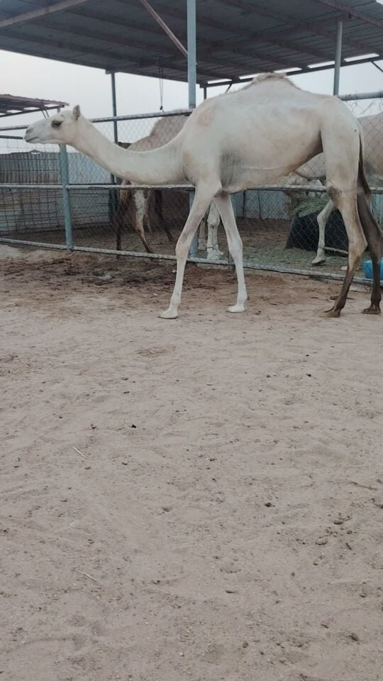 البيع بكره حقه