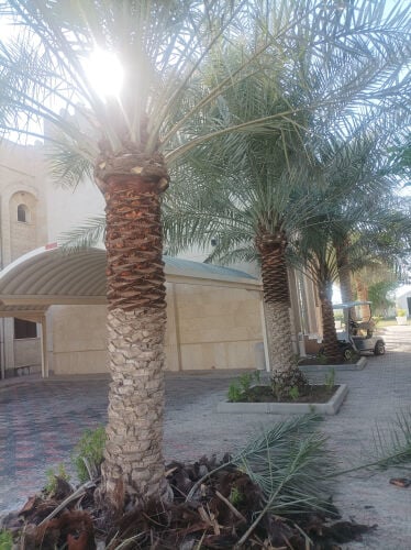 العناية بالحدائق 