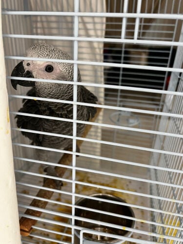 young talking African grey 