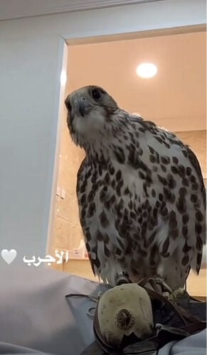حر منغولي