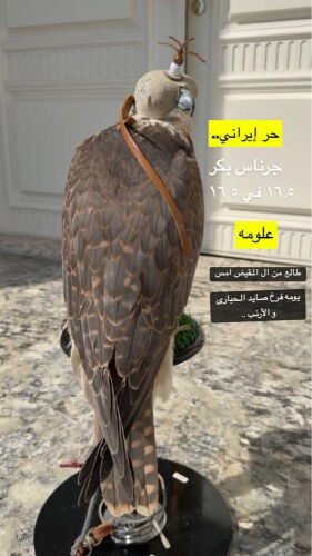 حر وحش