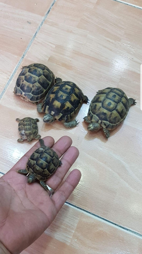 السلاحف بريه