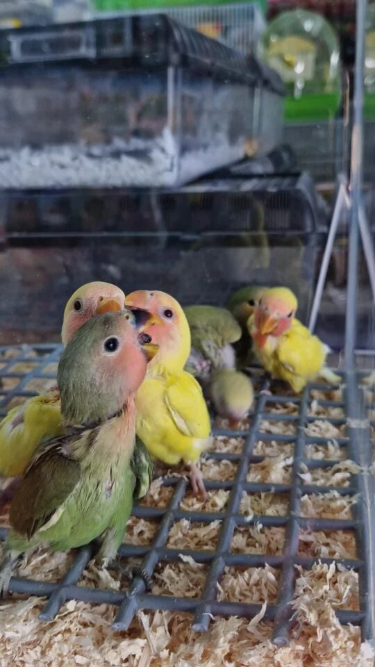 لاف بيرد فروخ