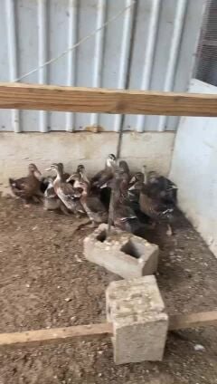 بط بني