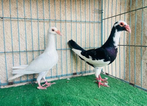 fantile breeding pair