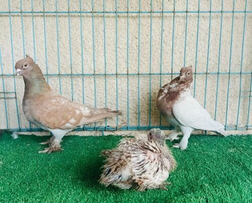 satin breeding pair