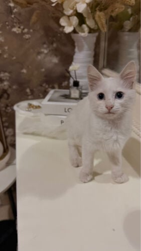 قطه مجانا لتبني 