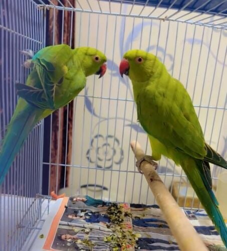 2birds male. female with cage nice