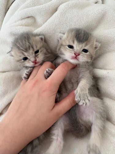 kittens british short hair 
