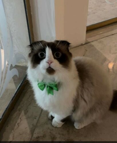 للبيع ذكر رداغول