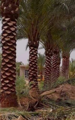 نخل مثمر