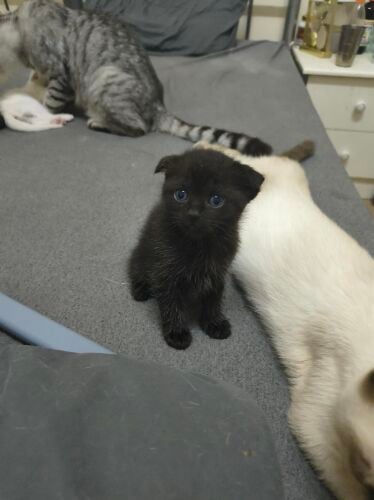 cat for sale