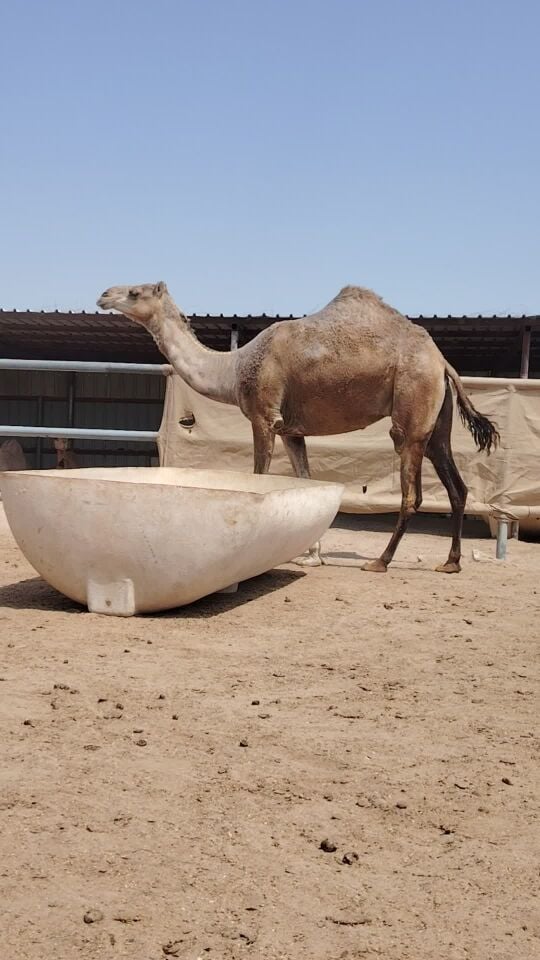 اللبيع ناقه شقحه