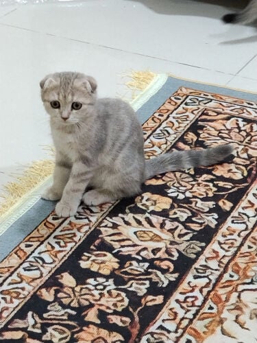 للبيع سكوتش قولد