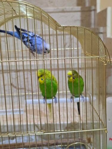 3 Budgerigar Birds for Sale