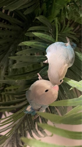 روز